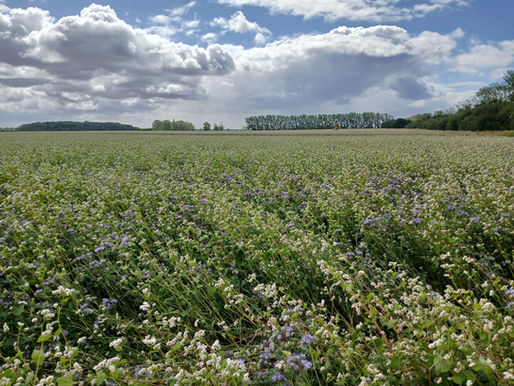 CFA's August Photography Competition