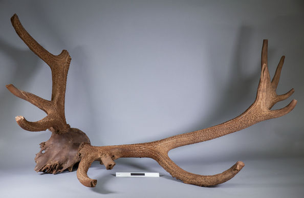 The top of a deer skull with two antlers sits on a grey background. The bone is a warm brown in colour, remarkably smooth and well-preserved after thousands of years. 