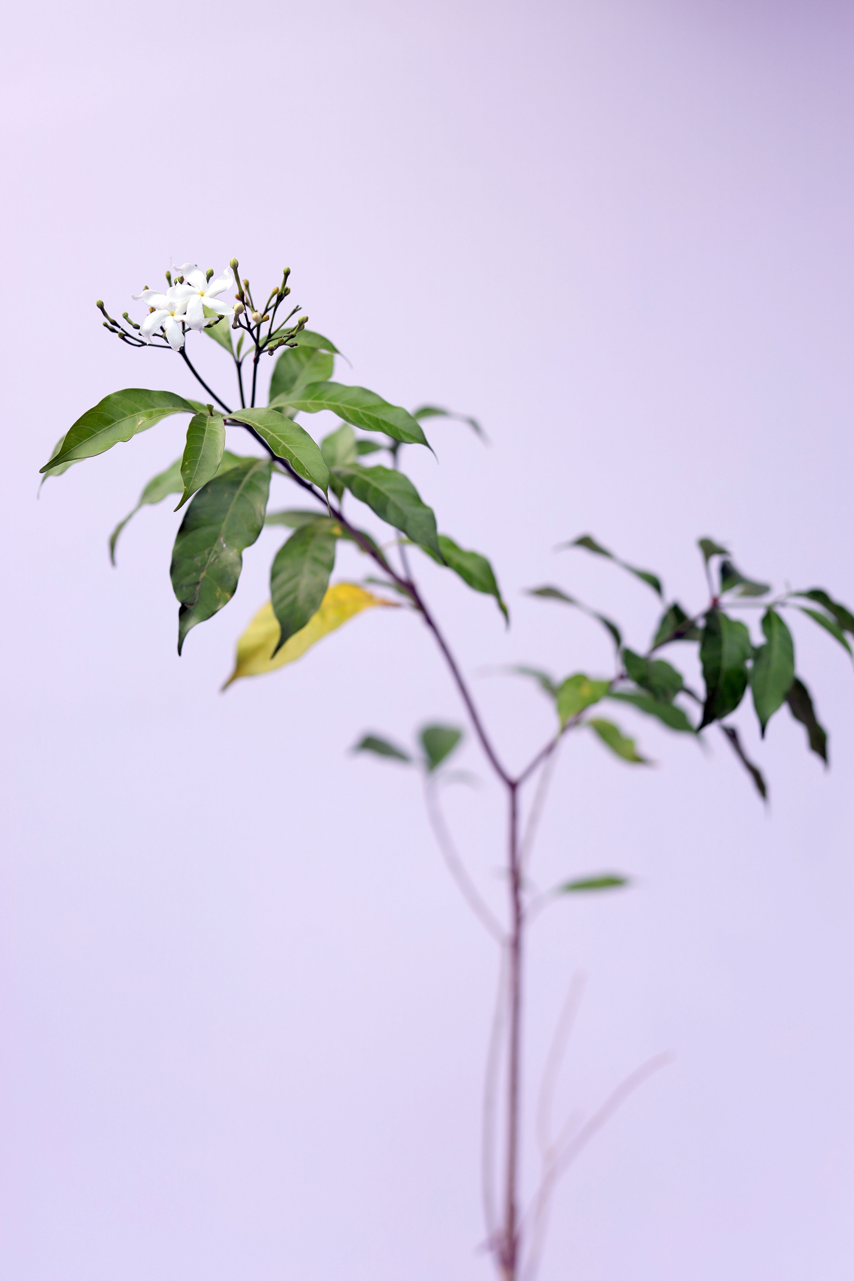 Swastik (Crape Jasmine)