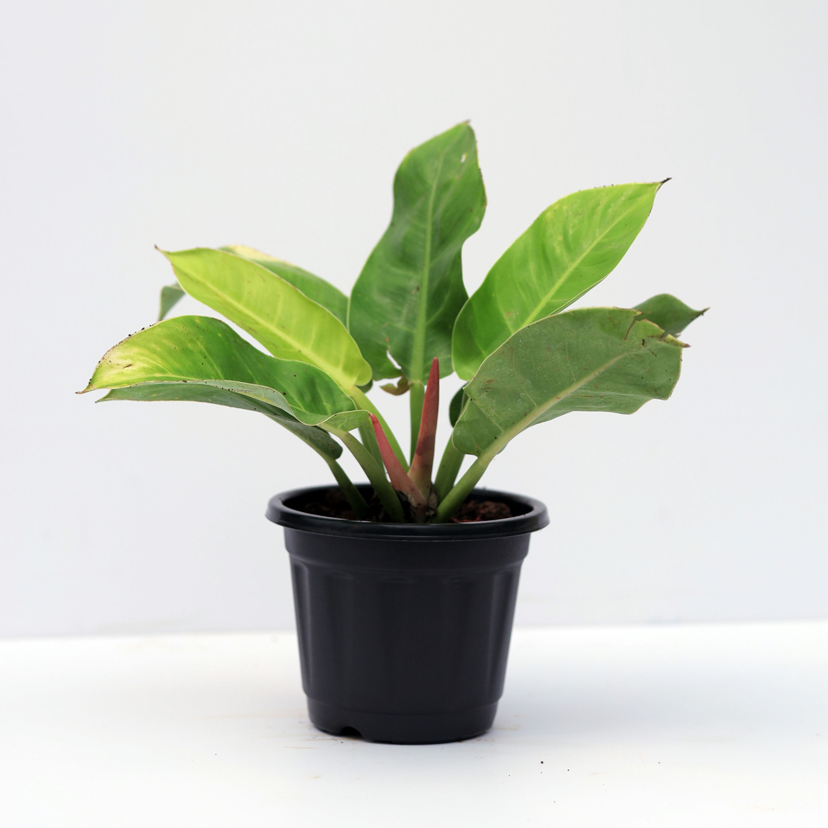 Philodendron Moonlight