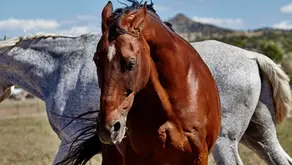 Dlaczego konie gryzą?