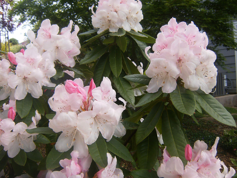 rhododendron