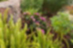 Novato plantscape