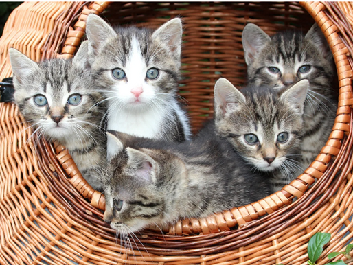 4 bienfaits scientifiques sur le fait d'avoir un chat