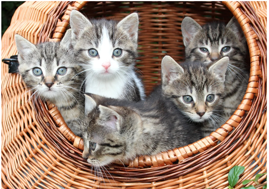 panier remplit de chats