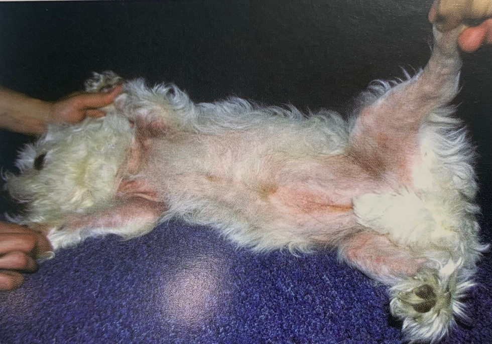 bichon avec un ventre rouge à cause de l'allergie
