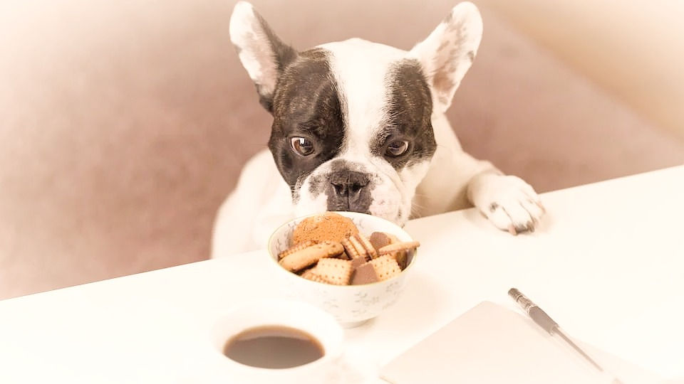 chien gourmand