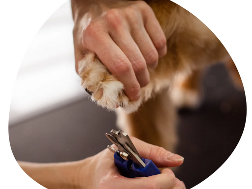 Faut-il couper les griffes de nos chiens et chats ?