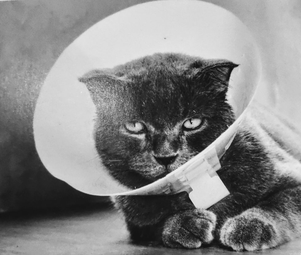 chat à collerette