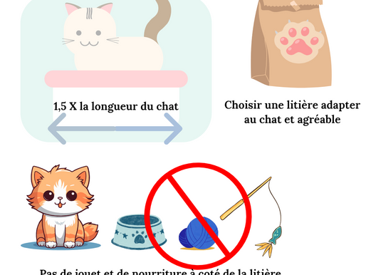 Malpropreté chez le chat