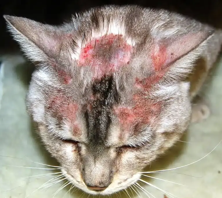 chat souffrant de dermatite atopique