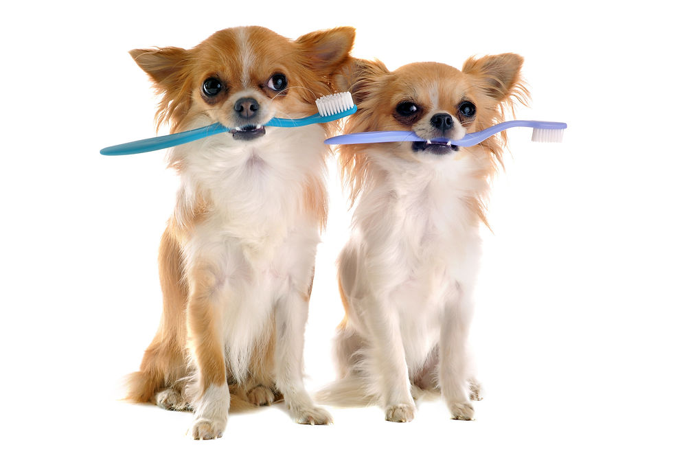 chiens avec brosse à dents