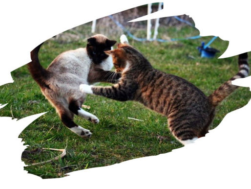 LA GUERRE DES CHATS