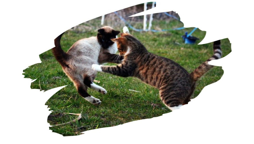La guerre des chat