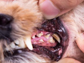 Santé: Comment soigner les dents de nos chiens et chats?