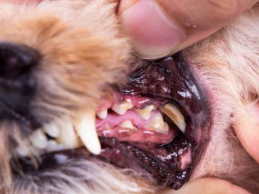 Santé: Comment soigner les dents de nos chiens et chats?