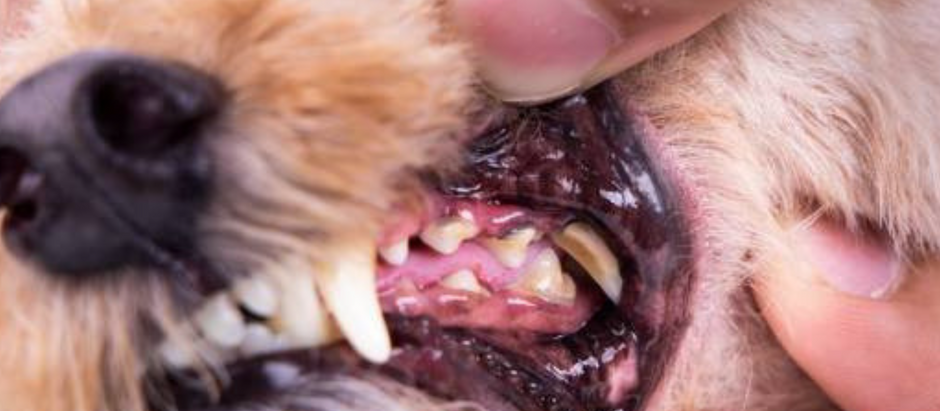 Santé: Comment soigner les dents de nos chiens et chats?