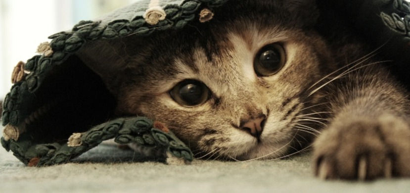 chat caché sous un tapis
