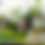 Thumbnail: Raw Wildflower Honey
