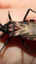 xcuidado_con_el_picx_transmite_enfermeda