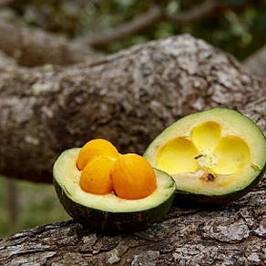 Proteger o Cerrado é semear futuro. 