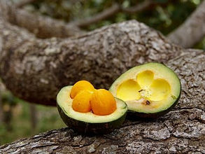 Proteger o Cerrado é semear futuro.