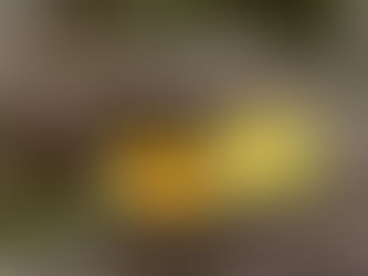 Proteger o Cerrado é semear futuro.