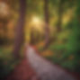 bright path.jpg