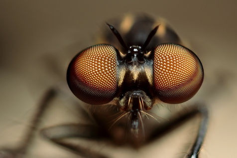 LA MOSCA DE MI APARTAMENTO -por Ángela Torres-