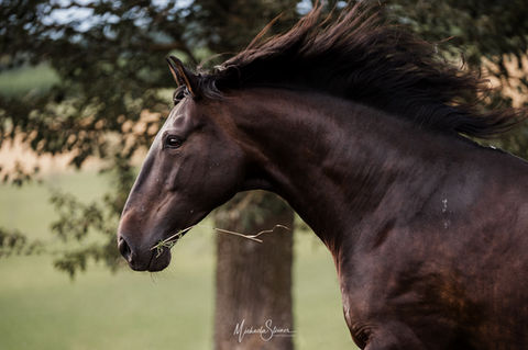 _DSC4309-web.jpg