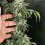 Thumbnail: Sour Diesel ( Not So Dog)