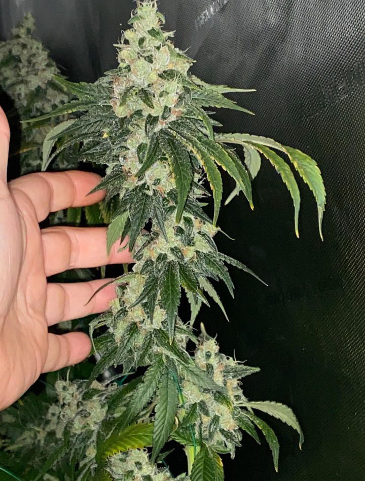 Sour Diesel ( Not So Dog)