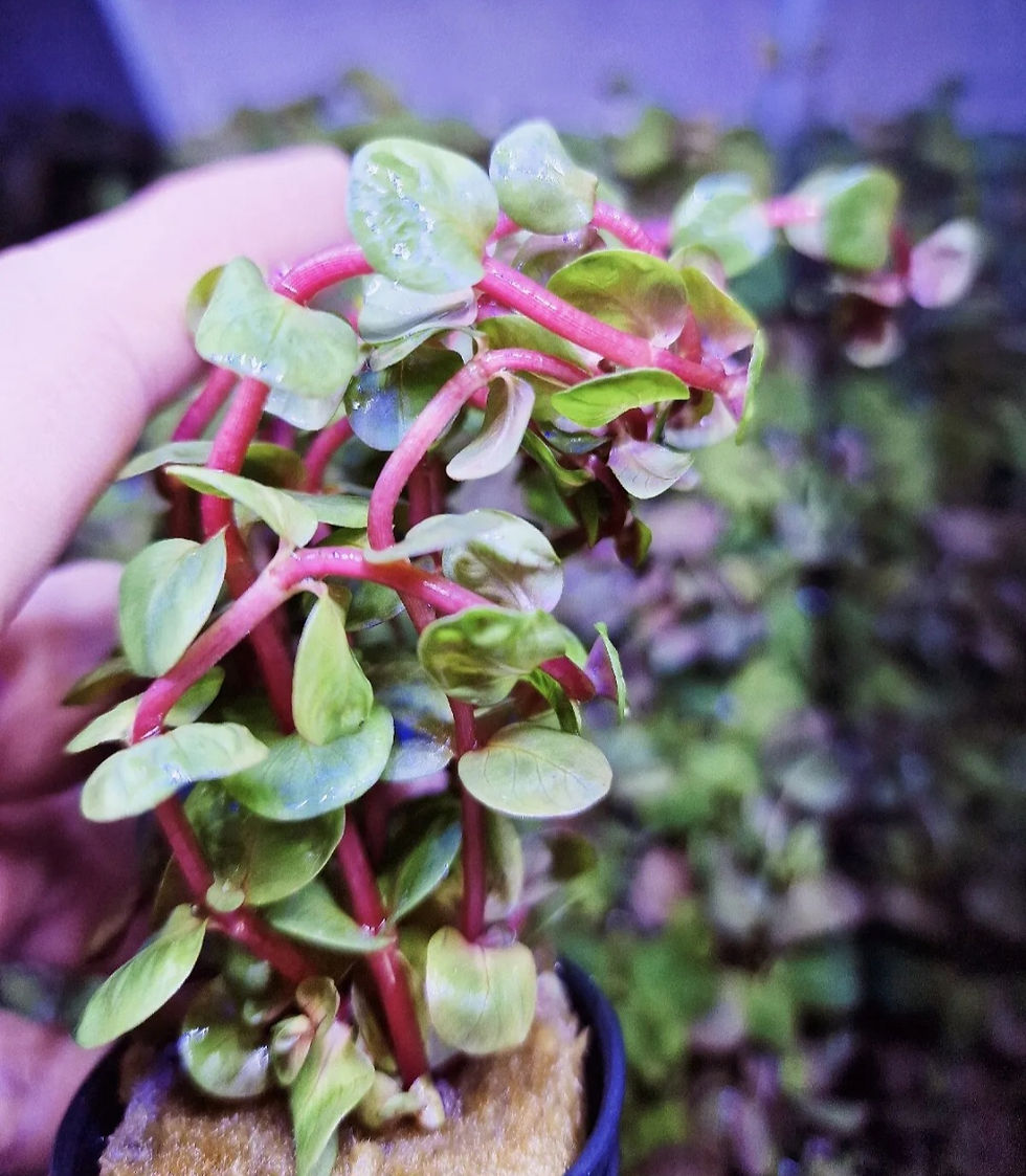 Thumbnail: Rotala Rotundifolia Orange Juice aquarium tropical live plants aqua scape easy