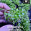 Thumbnail: Glossostigma elatinoides aquarium live plant aquascape nano normal amazing plant