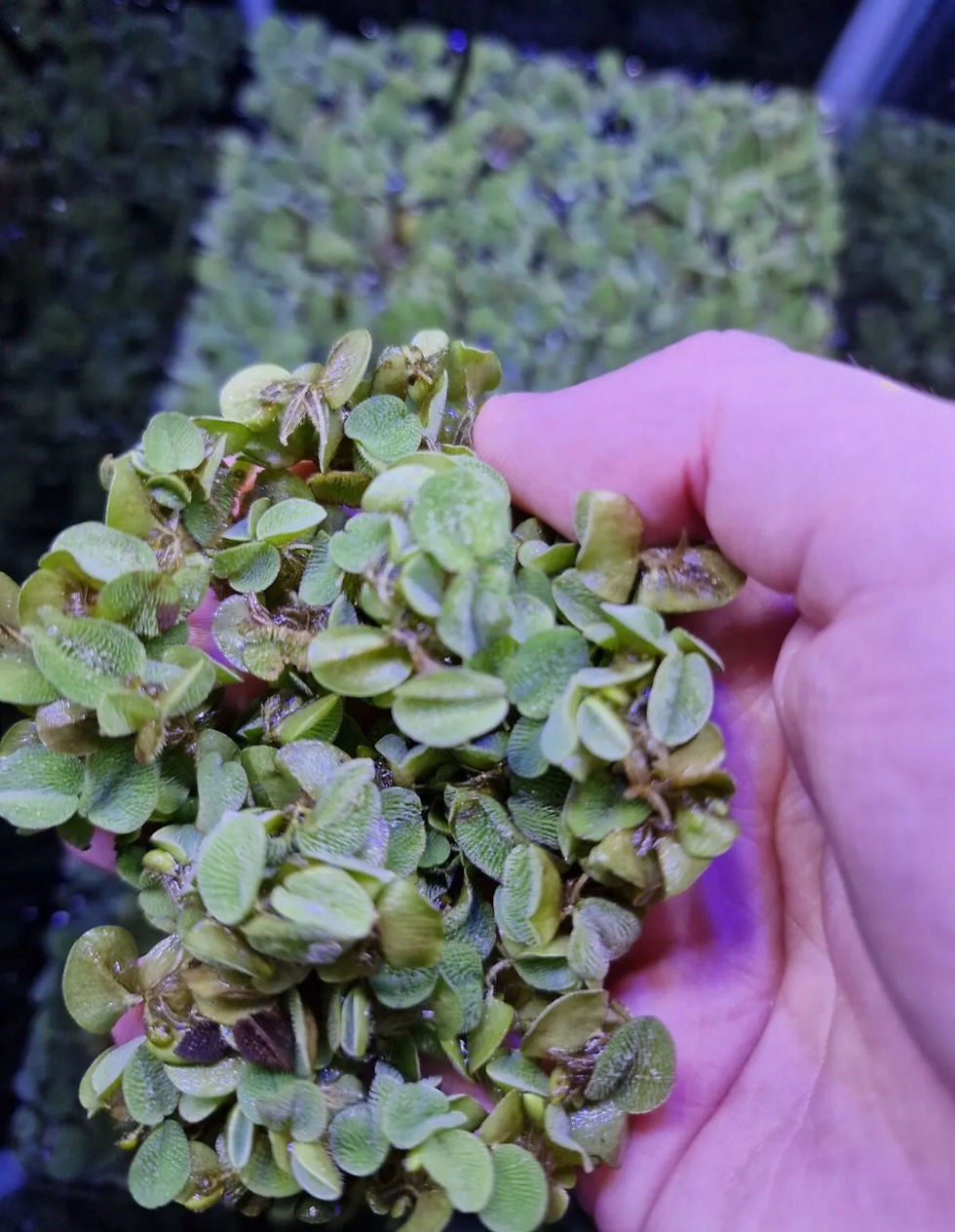 Thumbnail: Red Root Floater Phyllanthus Fluitans Live Aquarium Plants Salvinia Natans set 