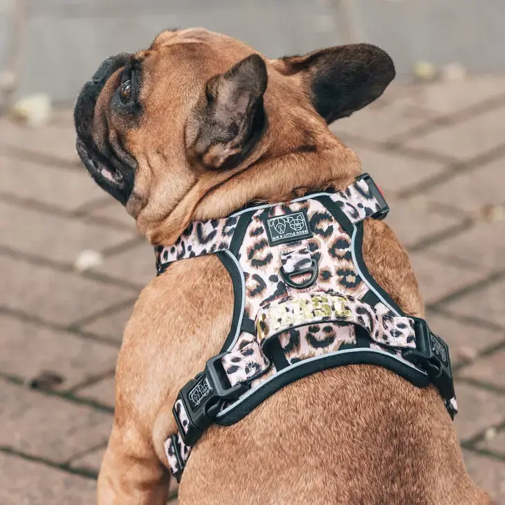 Thumbnail: BIG & LITTLE DOGS All-Rounder Harness - Leopard