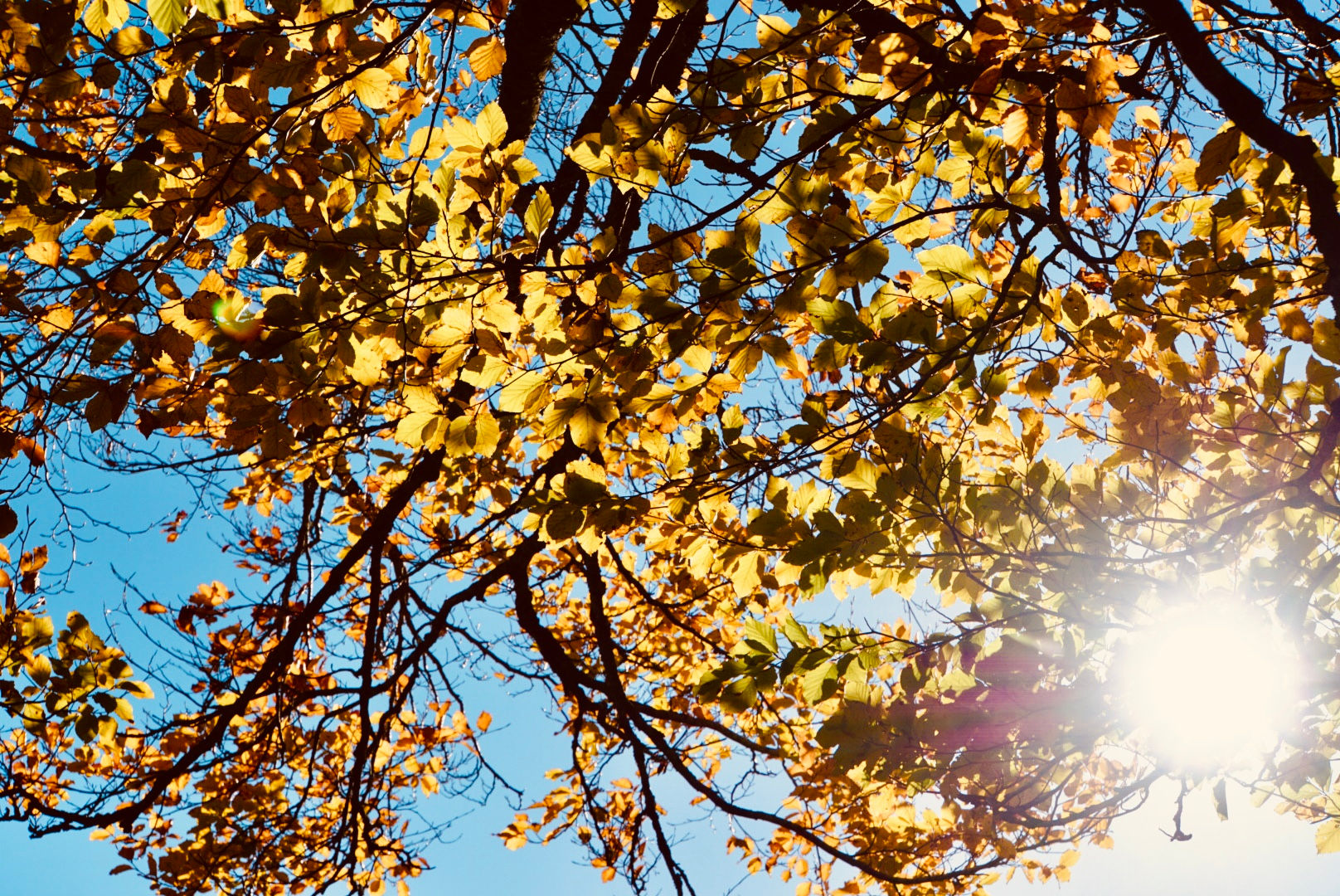 Séance Réflexologie " Découverte"