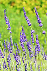 Aromatherapy Oil Treatments