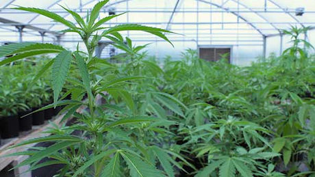 גידול סמים מסוג קנאביס 
