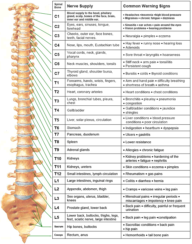 spinal-nerve-chart.gif