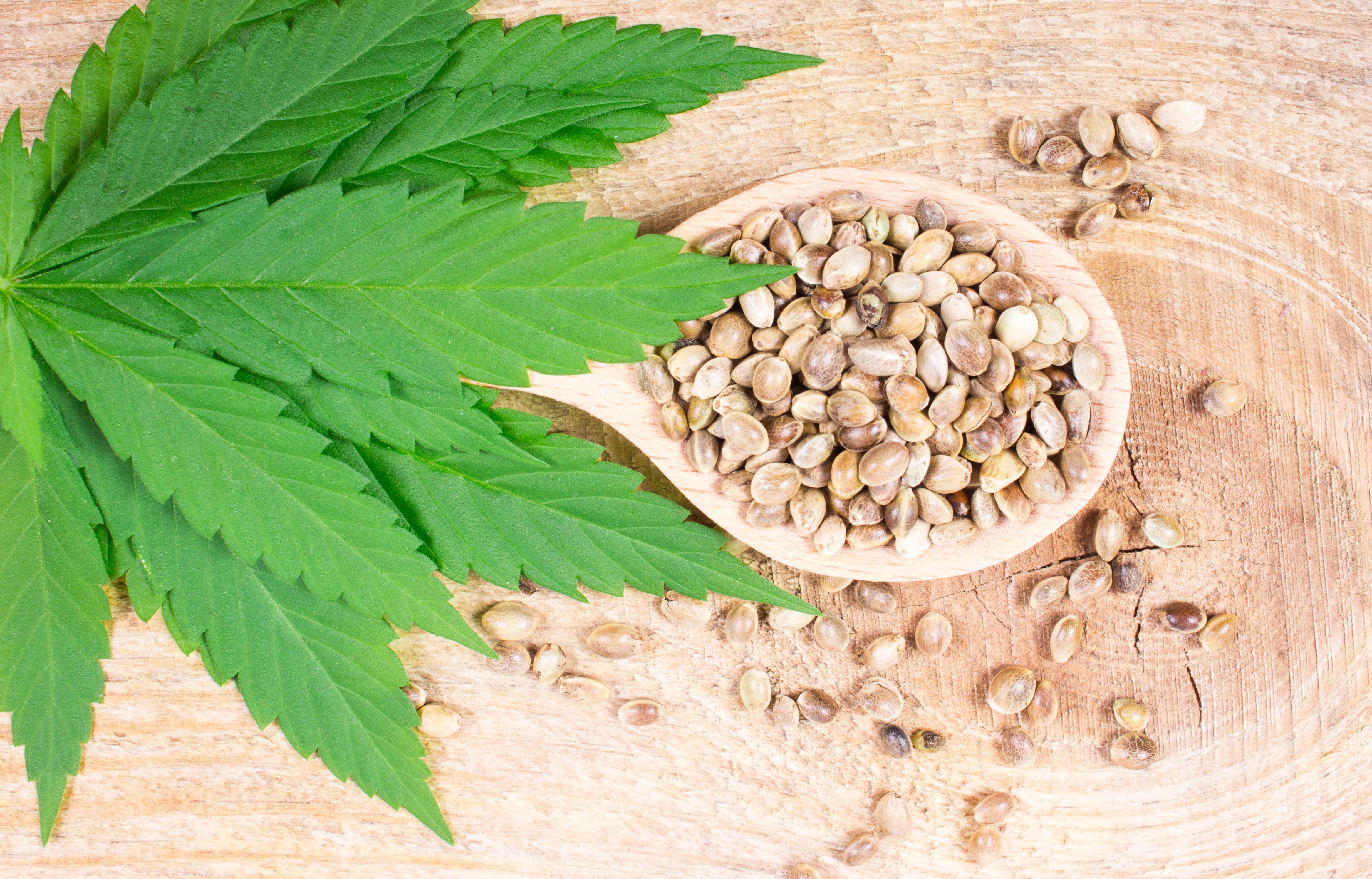 Weedy Seeds Купить Семена Конопляные