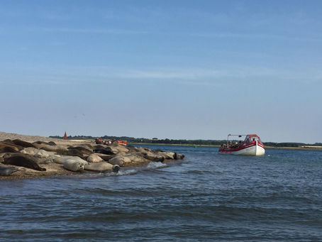 Seal trip is a must in Blakeney visit