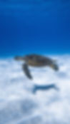 sea turtle