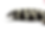 calikingsnake copy.png