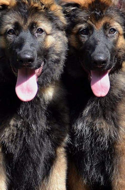 194708358_321940999315014_36041896780601