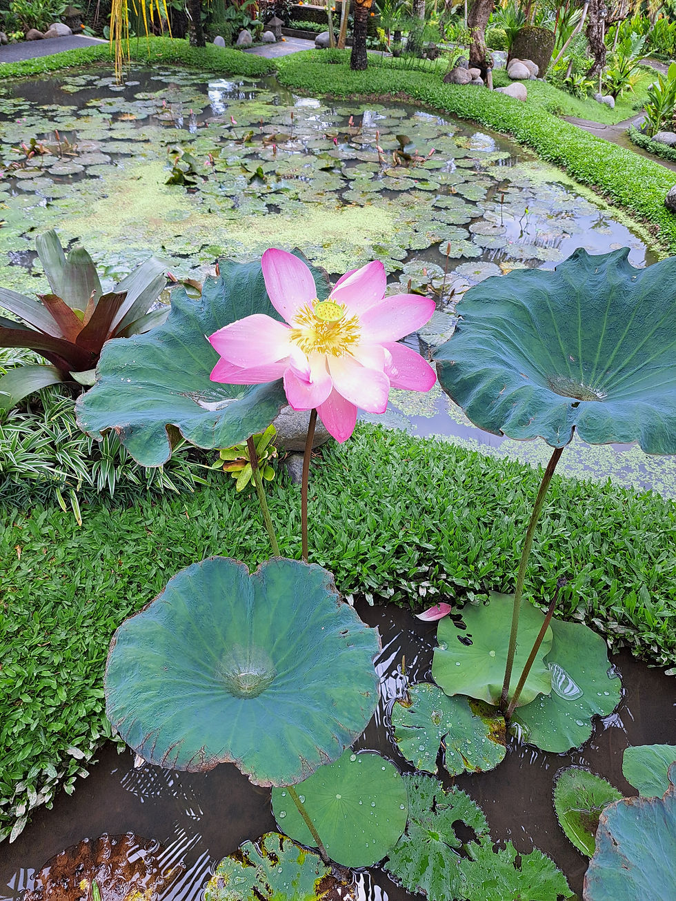 Lotus Pond