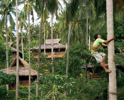 coco-coconut-tree climber.jpg