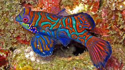 coco-fish.jpg