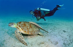 palawan-turtle.jpg