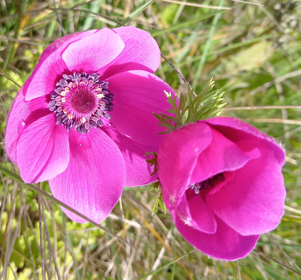 Qu'est-ce qui rend une fleur attirante ?